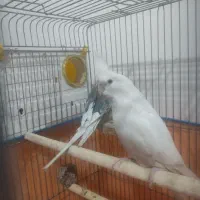 فروش عروس هلندی درشت آماده جوجه کشی با وسایل /فوری