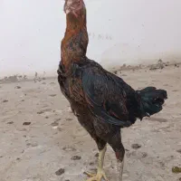 مرغ لاری نصلی|حیوانات مزرعه|مشهد, امیریه|دیوار