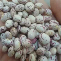 لوبیا درشت و کپسولی|خوردنی و آشامیدنی|الیگودرز, |دیوار