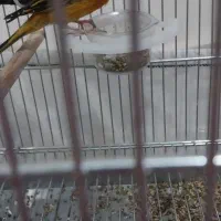 سهره قناری|پرنده|کرج, کمال‌شهر|دیوار