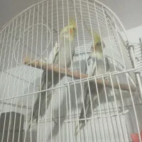 عروس هلندی دالی گوی