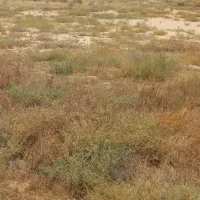 زمین سپاه