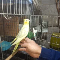 جوجه عروس هلندی