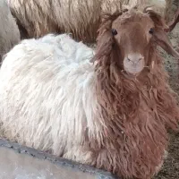 فروش کاور
