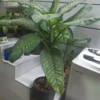 گل های زیبا