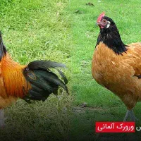 جوجه برهما و ورورک