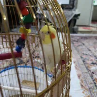 عروس نر لوتینو