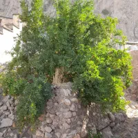 خانه-کلنگی-تغییر-کاربری-به-مغازه-مساحت-52-متر