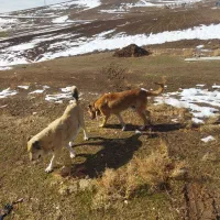 سراب گله ای|سگ|قزوین, |دیوار