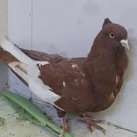 کفتر کبوتر سرخ