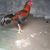 خروس|حیوانات مزرعه|میناب, |دیوار