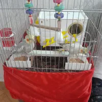 عروس هلندی|پرنده|پاکدشت, پاکدشت (مامازند)|دیوار