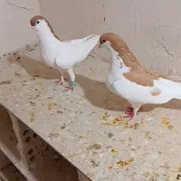راست