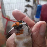 سهره های چارگل منطقه کردستان|پرنده|مشهد, رده|دیوار