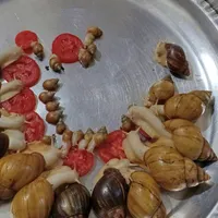 حلزون
