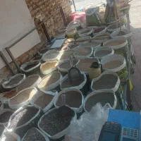 فروشنده و کارگر مغازه لوازم و دانه پرنده