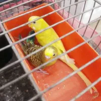 یک جفت مرغ عشق
