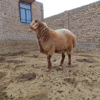 بره قوچ هترو