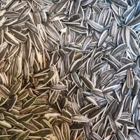 تخمه  افتابگردان خام s400