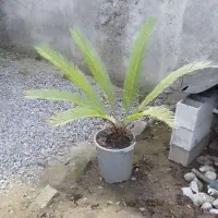 فروش یوکاوسیکاس وکاج