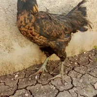 مرغ لاری معاوضهه.  گم شده