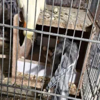 عروس هلندی|پرنده|شاهینشهر, امام حسین|دیوار