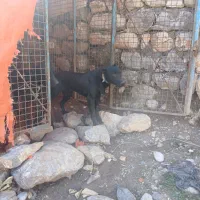 واگذاری ۳ قلاده سگ