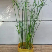 دوگل مردابی
