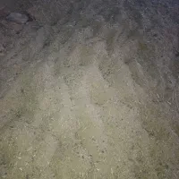 پهن گوسفندی