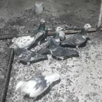 ۷تامسافتی پرشی بزک سبز|پرنده|سیمکان, |دیوار