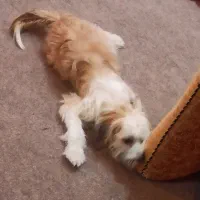 سگ ماده یک ساله  نژاد شیتزو کراس|سگ|اهواز, شریعتی جنوبی|دیوار