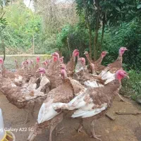 فروش بوقلمو جوان محلی|حیوانات مزرعه|رودسر, |دیوار