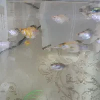 گوپی ، مولی بالن ، زبرا|ماهی|تهران, سلسبیل جنوبی|دیوار