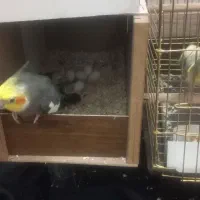 پرنده فروشی|پرنده|کاشان, سیفی آباد|دیوار