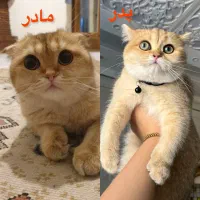 گربه اسکاتیش فولد گلد اصیل پرورش خانگی|گربه|تهران, امیرآباد|دیوار