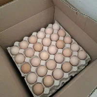 تخم مرغ محلی