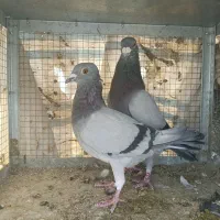 کبوتر پلاکی|پرنده|شیراز, کوشک میدان|دیوار