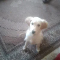 واگذاری سگ|سگ|پردیس, فاز ۸|دیوار