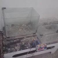 اکو‌ا‌ریوم|ماهی|تویسرکان, |دیوار