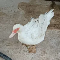 اردک اسراییلی