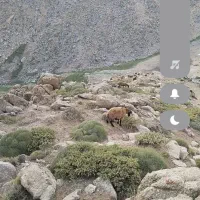 گمشد چنتا گوسفند ۲هفته پیش