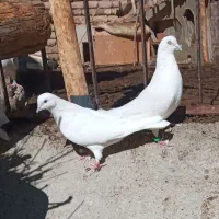 کبوتر پرشتی