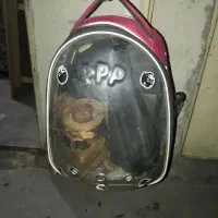 باکس و کوله گربه