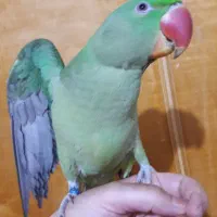 جوجه شاه طوطی فوق لوس سخنگو