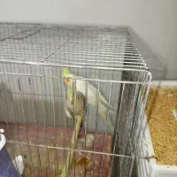 عروس هلندی نر و ماده