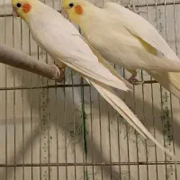 مولد تضمینی به شرط فقط 2500