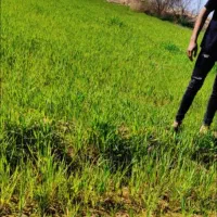 فروش-زمین-کشاورزی-10هکتاری-در-روستای-بحریه