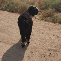 فروش کوه قوچ اصل بختیاری ذات وجنس دار