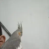 عروس هلندی ۸۰۰ تومان دستی