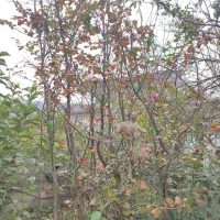 درخت آهن یا انجیلی|گل و گیاه طبیعی|چابکسر, |دیوار